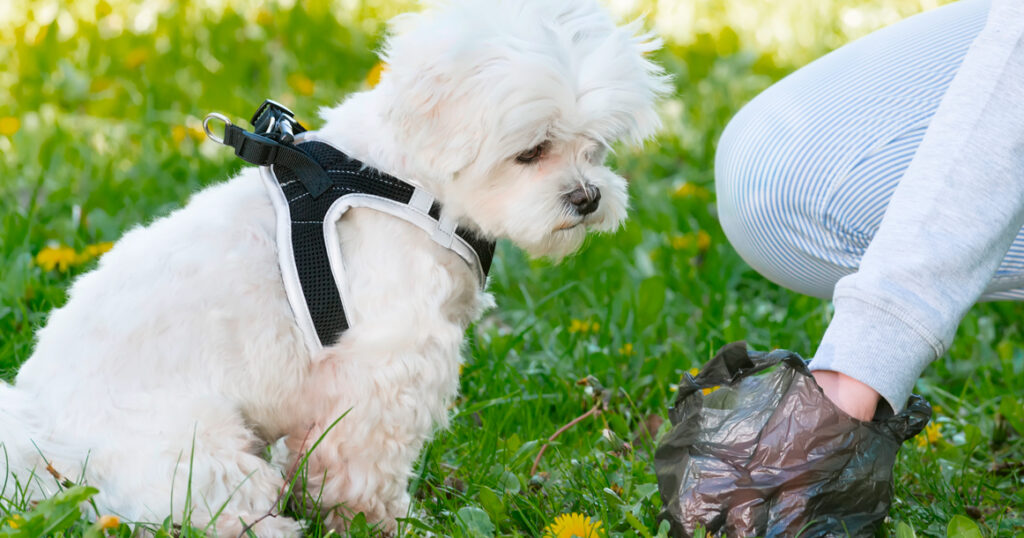 cleaning dog poop to remove odor