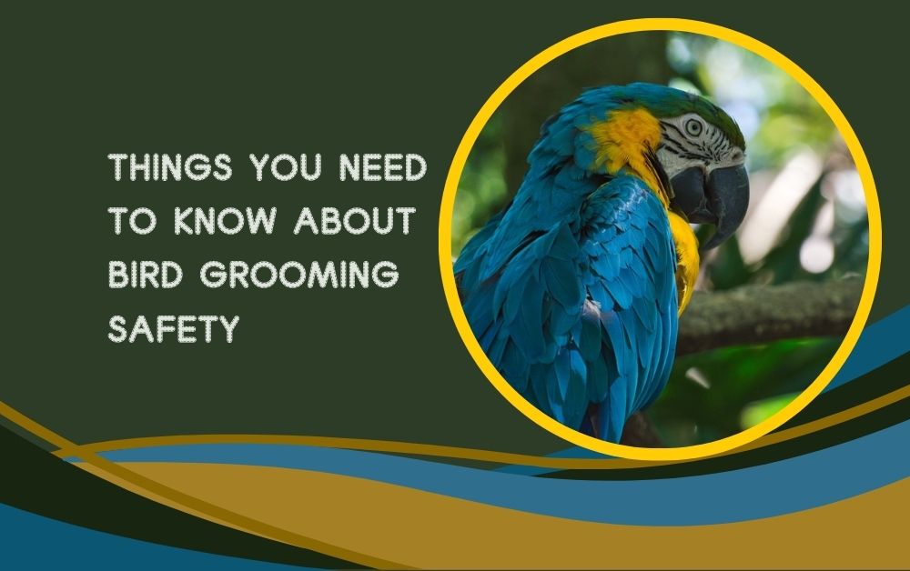 Things You Need to Know About Bird Grooming Safety