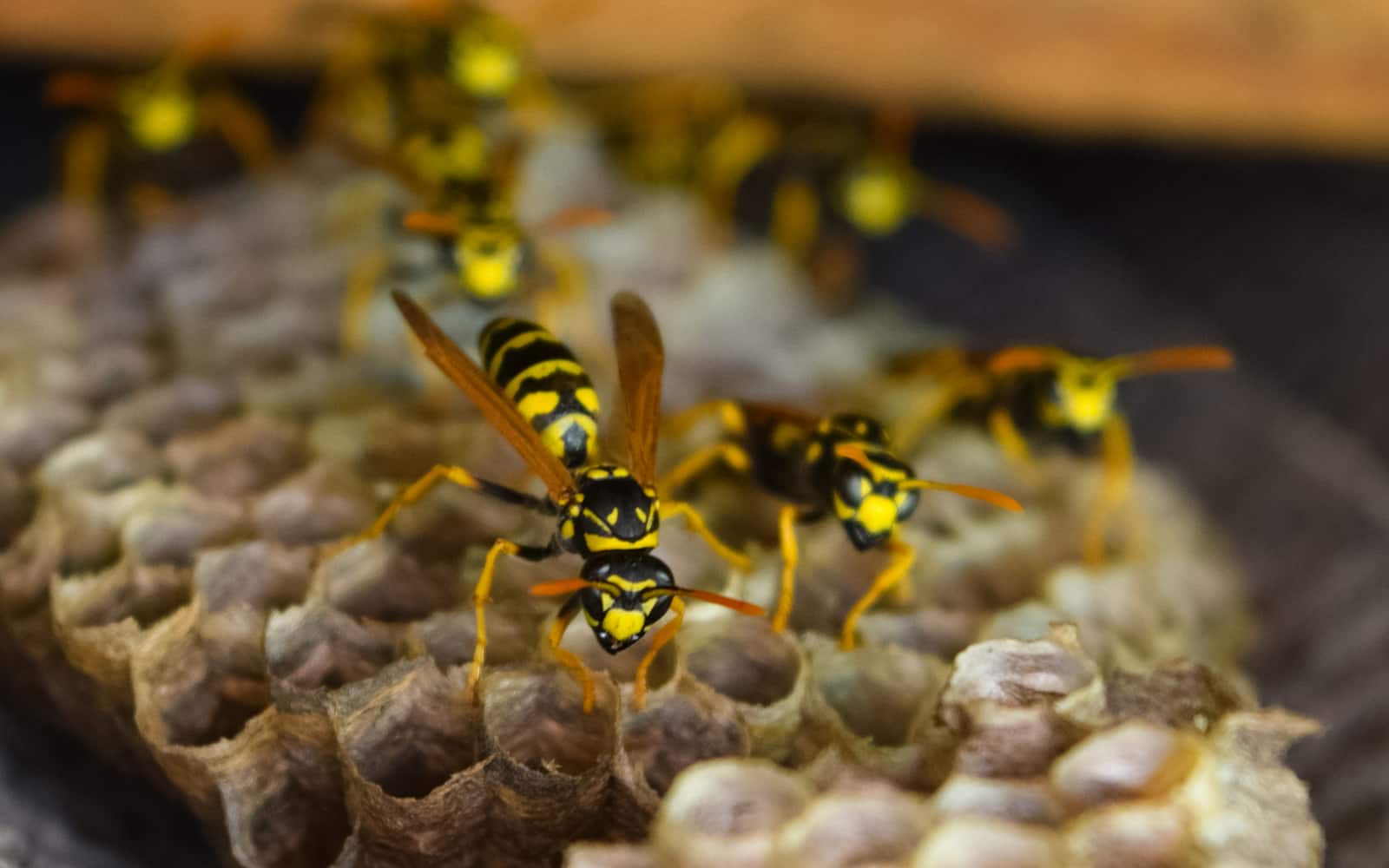 Wasp Control Brampton