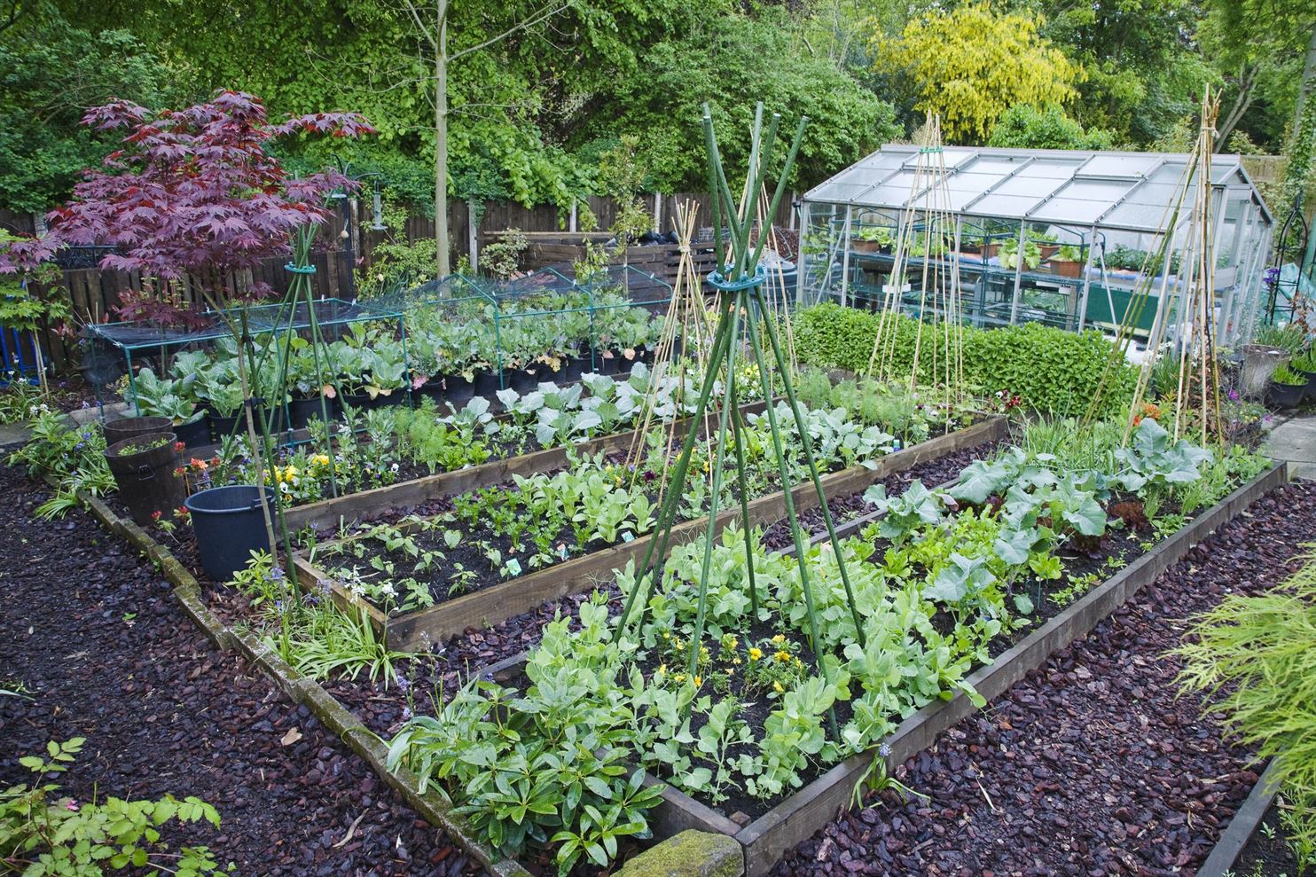 kitchen garden BKC