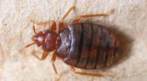 Bed Bug Exterminator in Vaughan