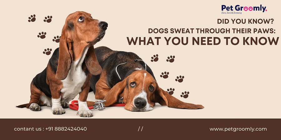 Dogs Sweat