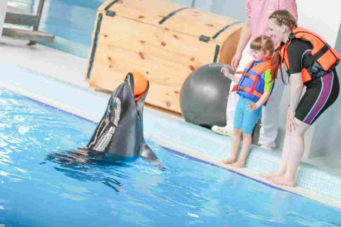 Dolphin Shows