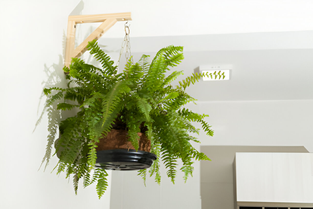 Indoor Hanging Plants