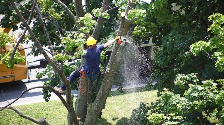 tree-removal-service-melbourne