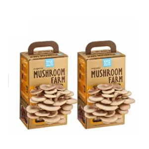 custom Mushroom boxes