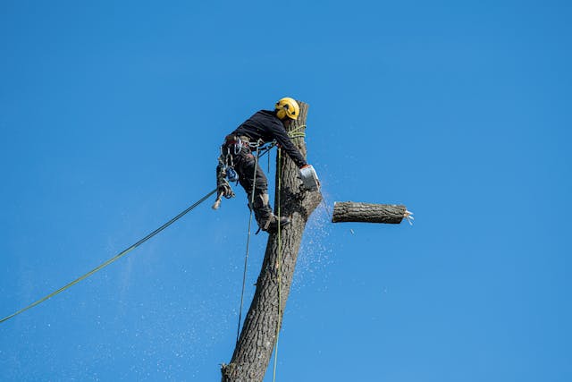 Cumberland Tree Services