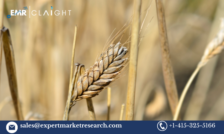 Durum Wheat Price Forecast