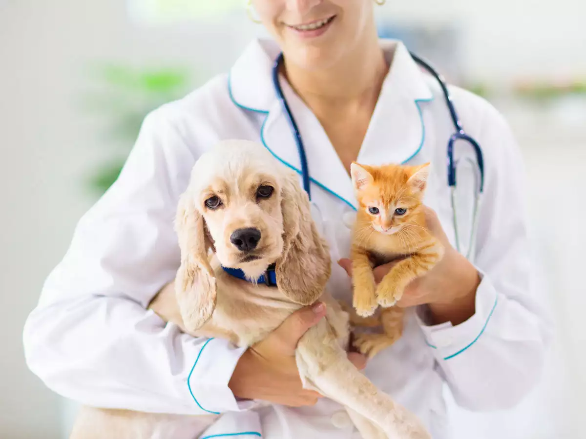 Rise of Pet Insurance