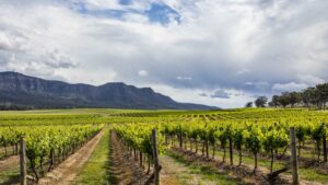 best-wineries-in-hunter-valley-australia.jpg