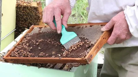 Checking Your Beehive Has Signs of Life