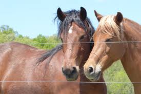 non-profit-horse-rescue-in-pennsylvania