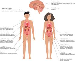 Menstrual Disorders, Fertility, and Pituitary Gland