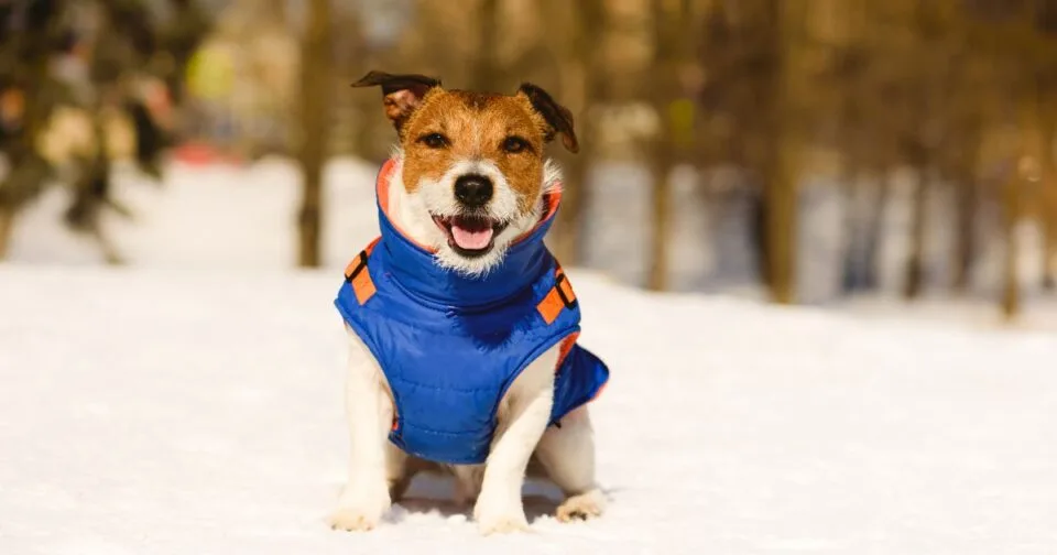 top rated winter dog coats