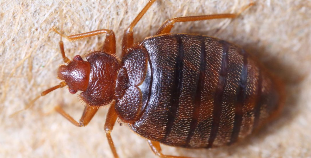 Understanding Bed Bug Heat Treatment