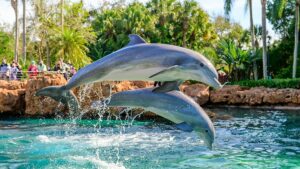 Discover the Wonders of Dolphin Cove A Premier Wildlife Experience