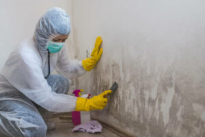 mold remediation in south jersey