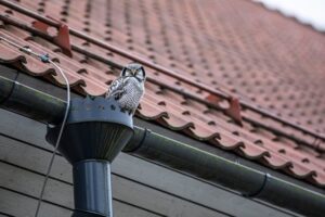 roofing and gutter