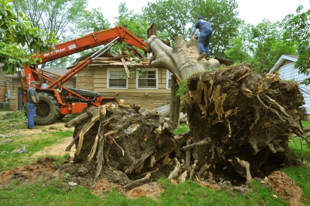 tree stump removal service