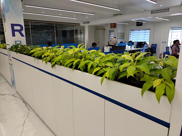 Boost Office Productivity with Plants: A Guide for Pune's Workplaces