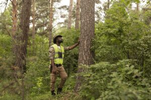 tree clean up service