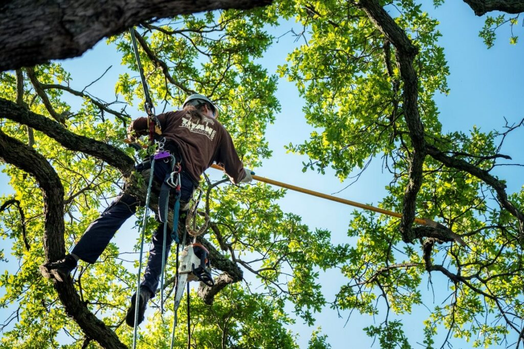 Affordable Tree Service