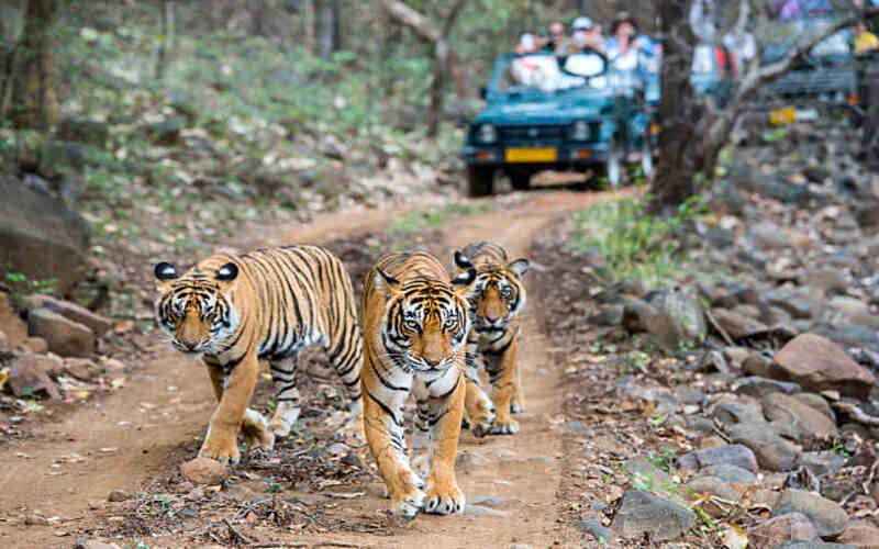 Rajasthan National Parks