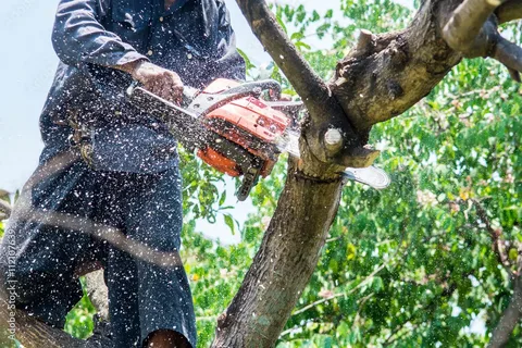 Tree Thinning