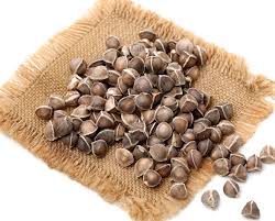 Moringa Seeds Suppliers India