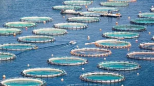 Top Fish Farms in the UAE: Sustainable Aquaculture at Its Best