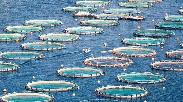 Top Fish Farms in the UAE: Sustainable Aquaculture at Its Best