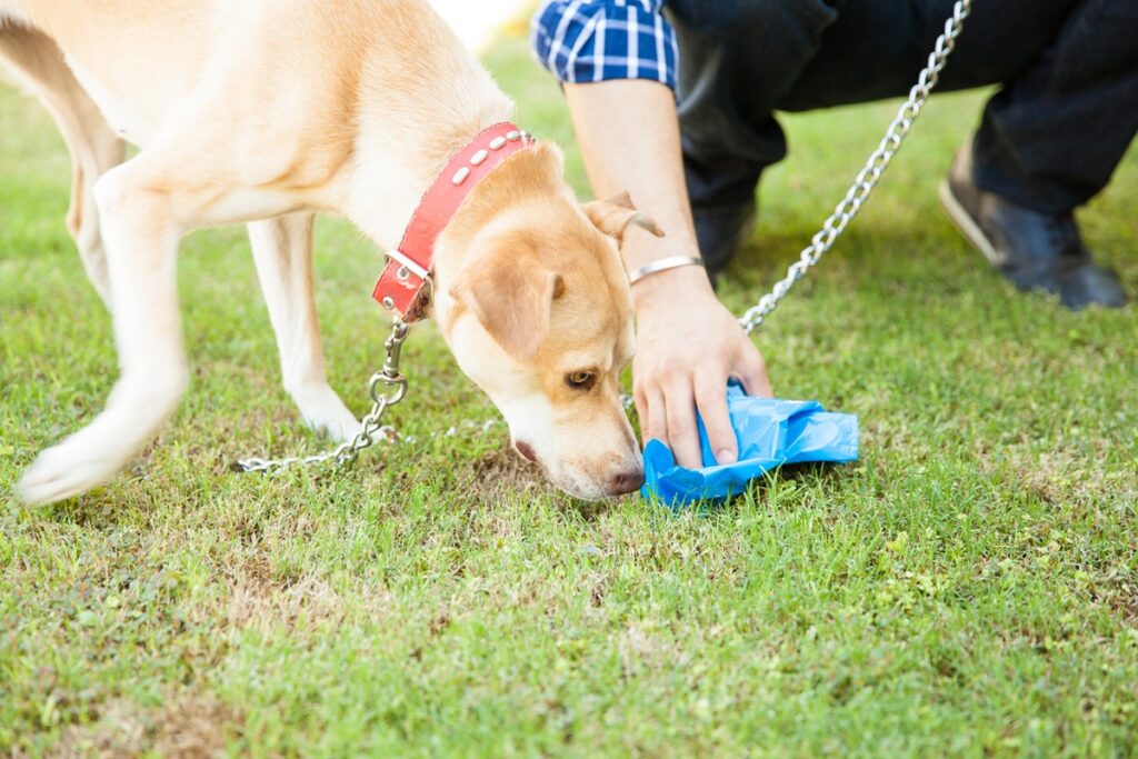 How To Eliminate Dog Poop Odor