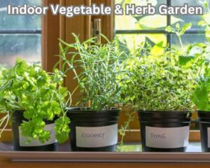 Indoor-vegetable-garden, Indoor-herb-garden.