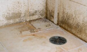 Tips To Remove Black Mold From Shower Floor