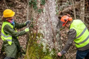 Tree Trimming Houston TX