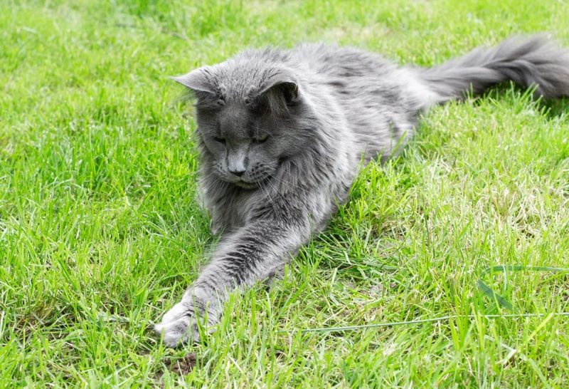 blue Maine Coon cat