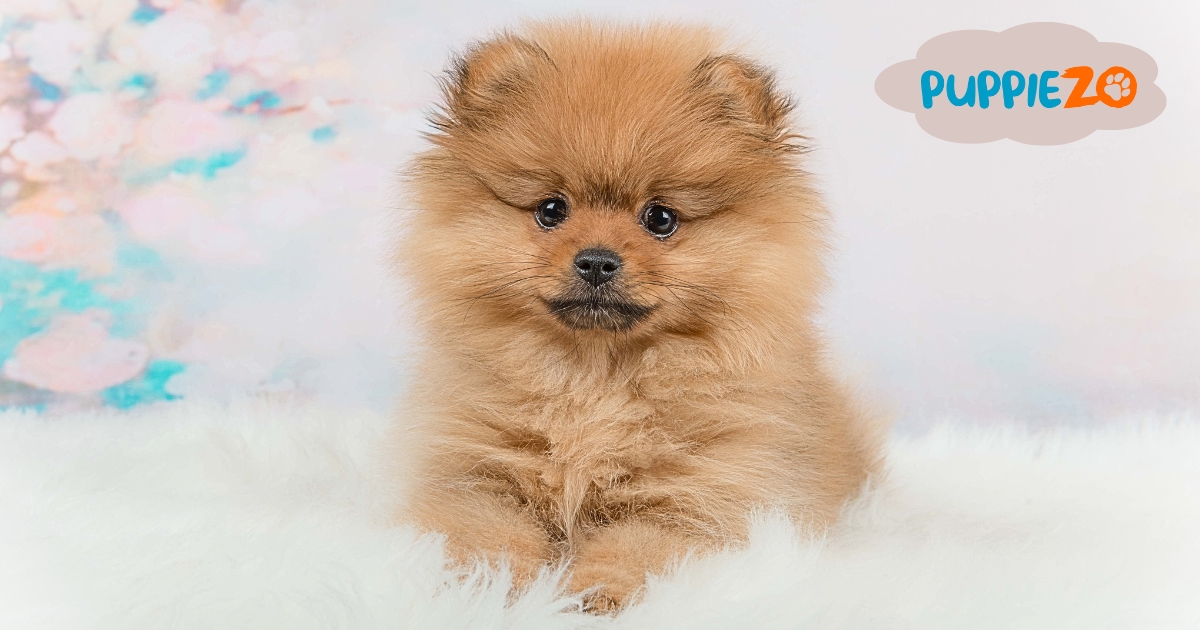 Pomeranian Dog Price