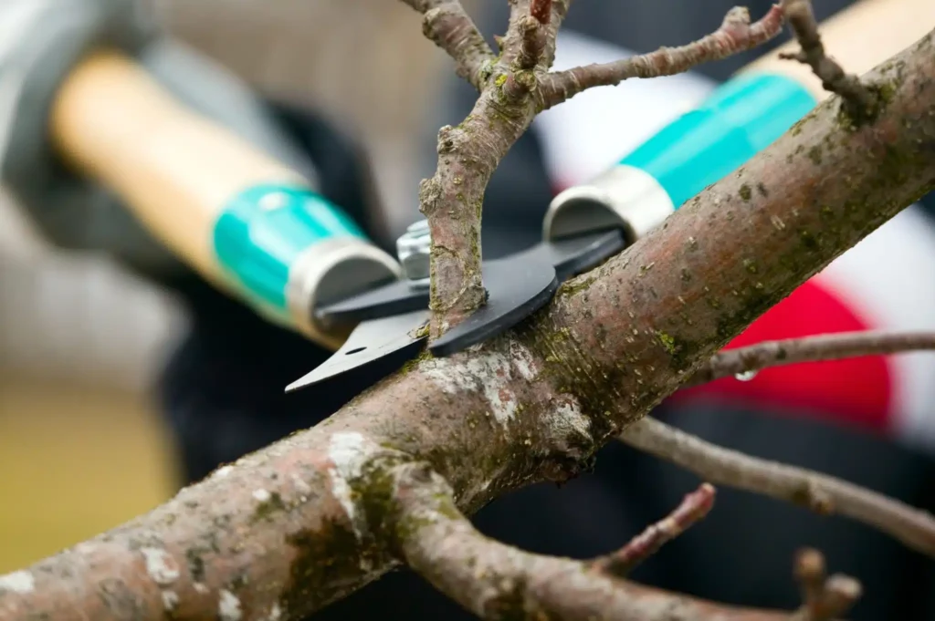 Tree Trimming Service in Houston