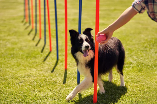Dog training