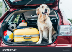 dog carrier purse
