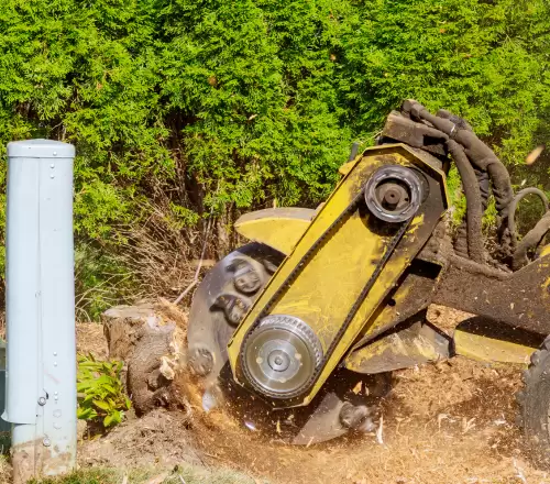 Cheap Tree Removal Service