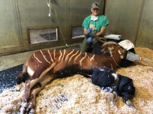 wildlife medicine