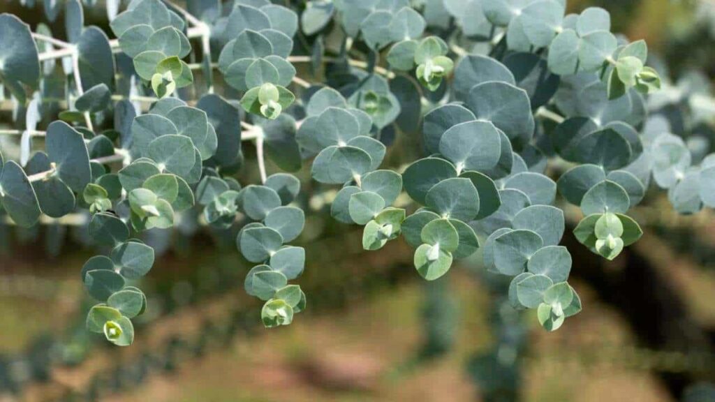 Eucalyptus Plant Indoor