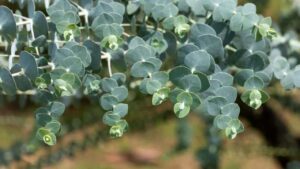 Eucalyptus Plant Indoor