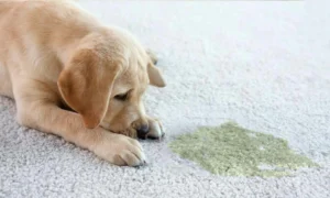 Pet Stain Removal Services