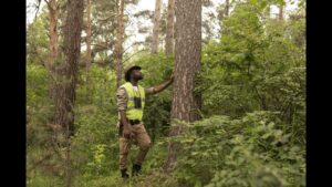 affordable tree service Houston
