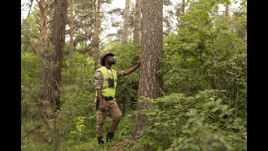 affordable tree service Houston