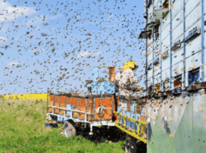 Safest Times of Day to Work Near Bee Activity