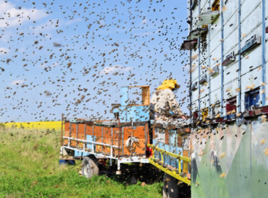 Safest Times of Day to Work Near Bee Activity