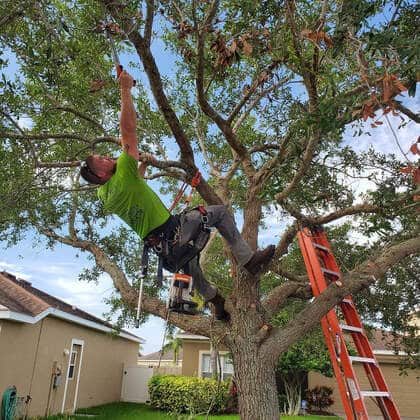 tree service